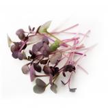 Zestaw Microgreens
