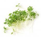 Zestaw Microgreens