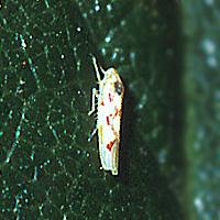 Papryki Stolbur