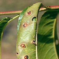 Clusterosporiosis (otwory w liściach i cętkowanie liści)