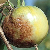 Phytophthora pomidora