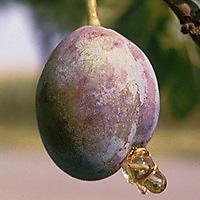 Koperta na owoce pestkowe