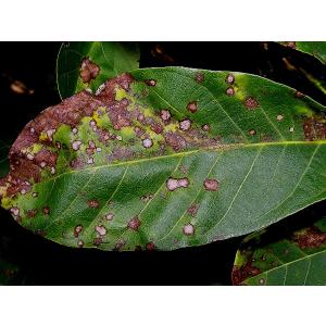 Antraknoza orzecha