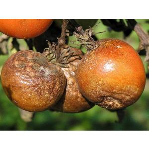 Phytophthora pomidora