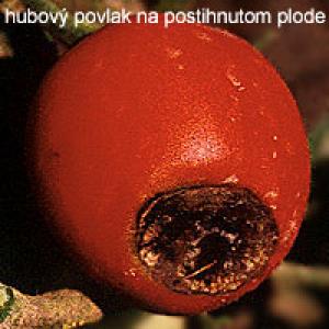 Zgnilizna wierzchołkowa owoców pomidora