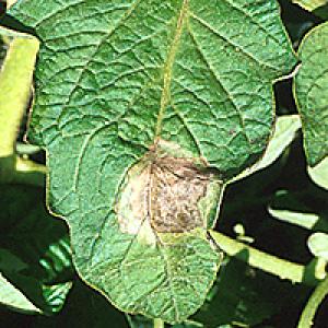 Phytophthora pomidora