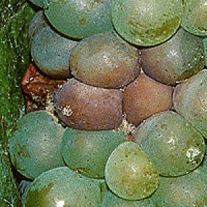 Botrytis (szara pleśń) winorośli