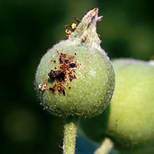 Apple piper