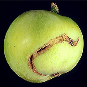 Apple piper