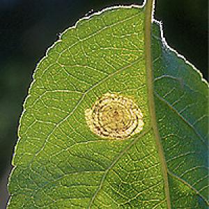Spiralny zacisk