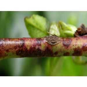 Clusterosporiosis (otwory w liściach i cętkowanie liści)