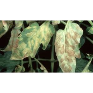 Zaraza Cladosporium pomidora (czarna plamistość pomidora)