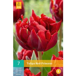 Tulipan Red Princess 'C'