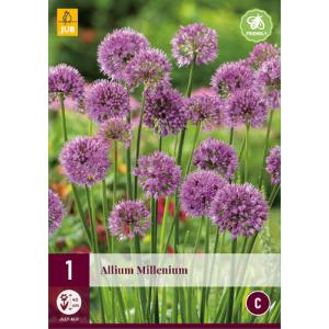 Czosnek ozdobny ALLIUM MILLENIUM 'C'