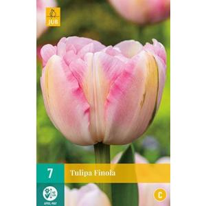 Tulip Finola 'C'