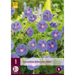 Geranium JOHNSON'S BLUE 'B'