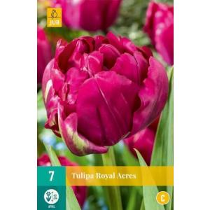 Tulip Roayal Acres 'C'