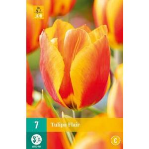 Tulip Flair 'C'