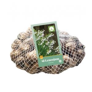 Leucojum Aestivum 40 cebulek