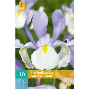 Iris Iris Silvery Beauty 'B'