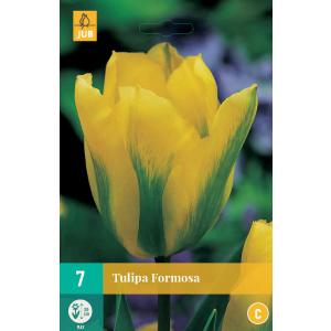 Tulipan Formosa 'C'