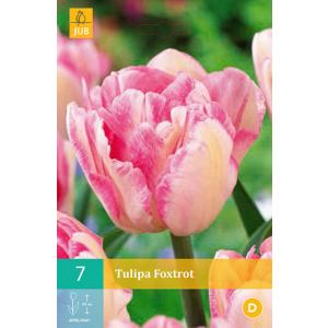 Tulip Foxtrot 'C'