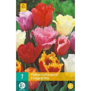 Tulipan Fringed Mix 'C'