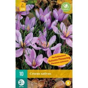 Krokus Crocus Sativus 'B'