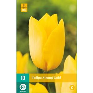 Tulip Strong Gold "C