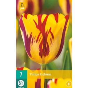Tulipan Helmar 'C'