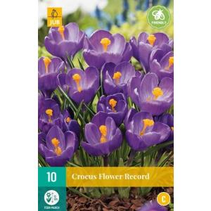 Krokus Flower Record 'B'