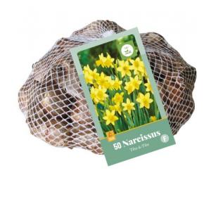 Żonkil XXL Téte A Téte 50 cebulek