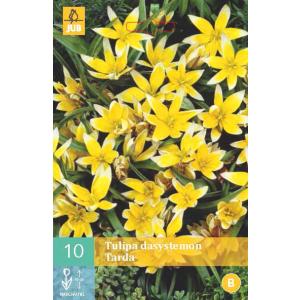 Tulip Tarda Dasystemon 'B'