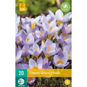 Crocus Sieberi Firefly "B"