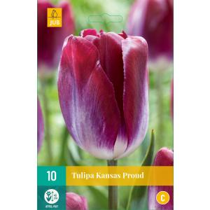 Tulip Kansas Current 'C'