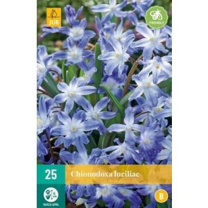 Bluebell Chionodoxa Luciliae "B"