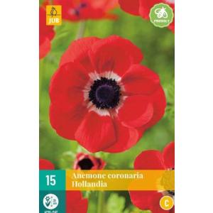 Veternica Anemone Coronaria Hollandia "C"