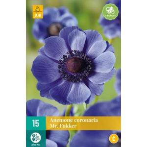 Veternica Anemone Coronaria Mr. Fokker 'C'