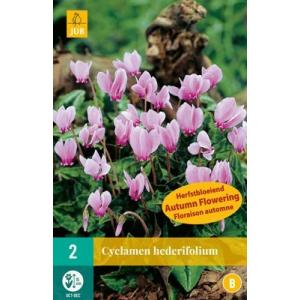 Cyklamen Cyclamen Hederifolium 'B'