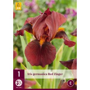 Iris GERMANICA RED ZINGER 'C'