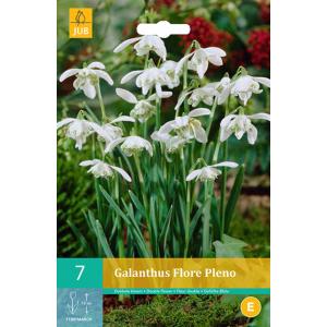 Przebiśnieg Galanthus Flore Pleno 'C'