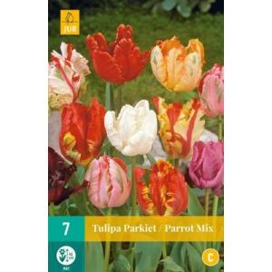 Tulip Parrot Mix 'C'