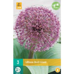 Czosnek Allium Red Giant 'B' 308280
