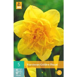 Daffodil Golden Dozen "B"
