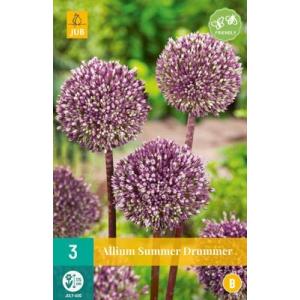 Czosnek Allium Summer Drummer 'B'