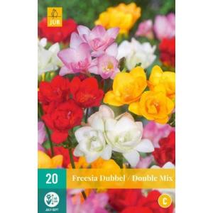 Freesia Freesia Double Mix 'C'