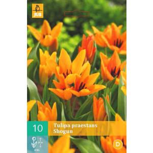 Tulip Praestans Shogun 'B'