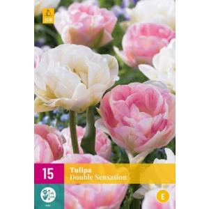 Tulipan Double Sensation 'E'