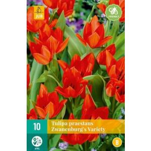 Tulipan Praestans Zwanenburg odmiana 'B'