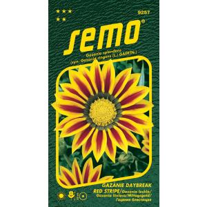 Semo Gazania vivid Daybreak Red Stripe F1 15s